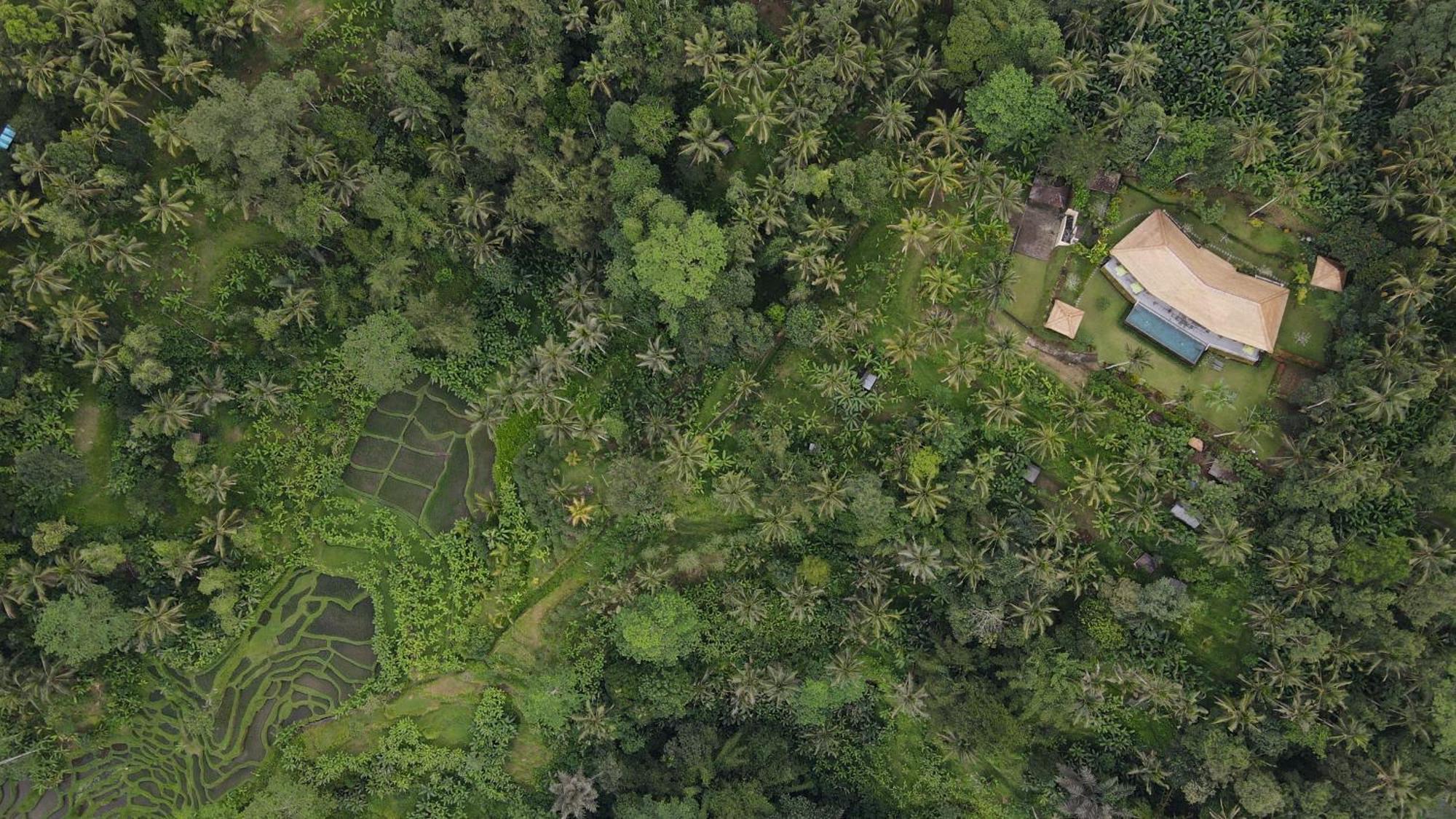 Villa Themma Jungle - Sumptuous 3Br Luxury Villa With Majestic Jungle View North Of Ubud Bagian luar foto